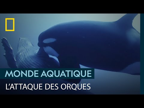 Dix-huit orques coopèrent pour attaquer deux baleines à bosse