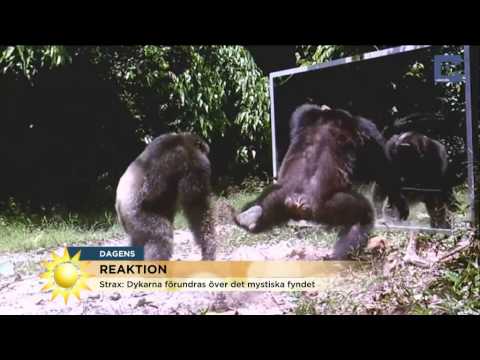 Chimpanserna ballar ur när de får se sin egen spegelbild - Nyhetsmorgon (TV4)