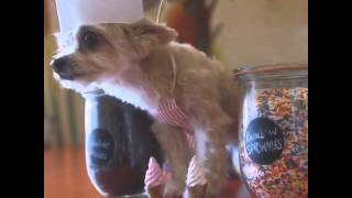 Ella Bean the Dog: My Milkshake