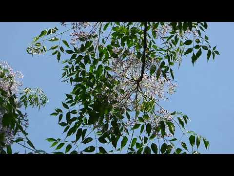 センダン科について詳しく解説