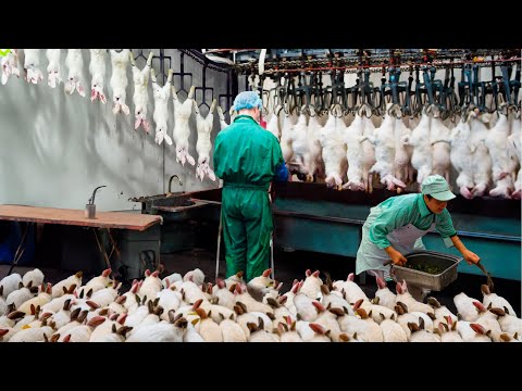 O MAIOR ABATEDOURO DE COELHOS DO BRASIL