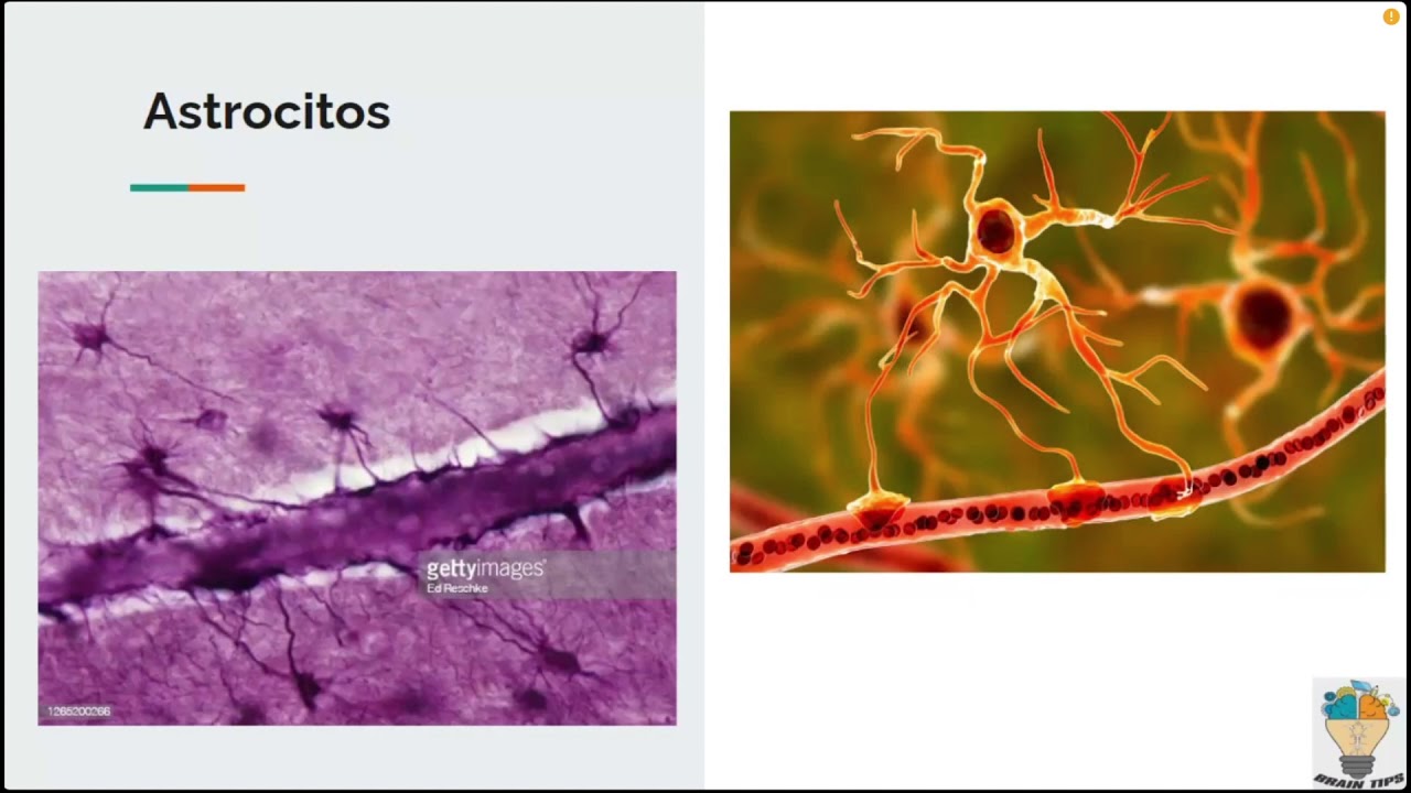 NEUROGLIAS : Astrocitos, oligodendrocitos, Células de sostén, microglías, macroglias.