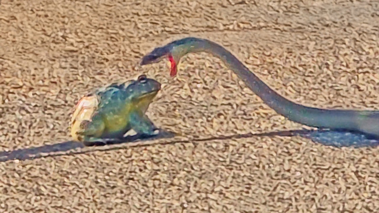 Huge Bullfrog Refuses to Become Meal for Snake in Big Battle
