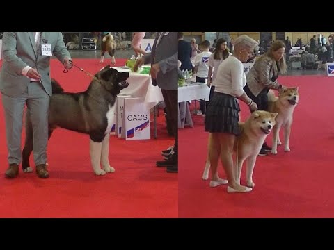 アメリカンアキタの運動