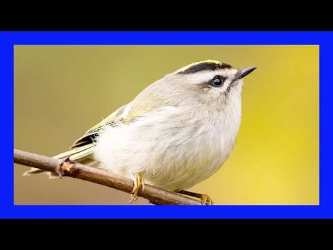 Králik satrapa (Regulus satrapa) — spev a hlas v prírode