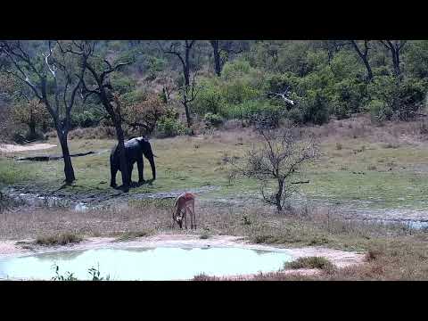 Djuma: Impala rams and lone Elephant  bull - 12:25 - 09/16/2022
