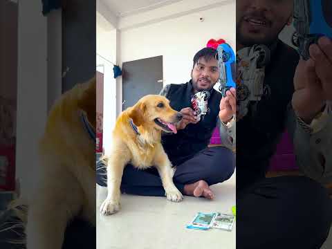 मेरे डॉग के पास कौन-कौन सी और कितनी गाड़ियां हैं😱 #funnydogs #shorts