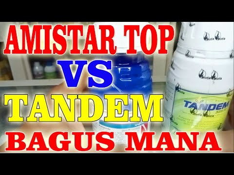 AMISTAR TOP VS TANDEM WHICH IS BEST? FUNGICIDE IS BEST