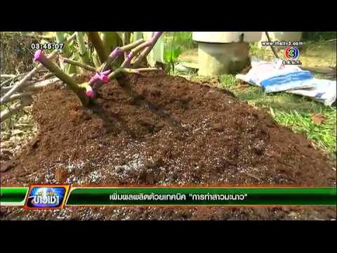 สำหรับผู้เชี่ยวชาญด้านความอ่อนแอ ความอ่อนแอในพรหมจารี