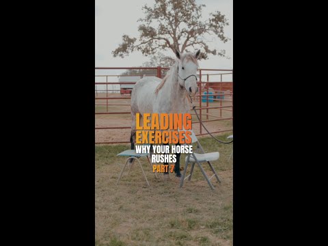 Steady Horse &mdash; Teaching Your Horse Through Tight Spaces (Backing Through Obstacles)