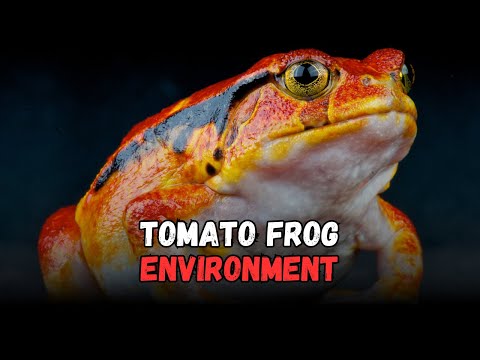 Tomato Frog Habitat Setup: Cost, Diet & Complete Beginner Living Environment Guide