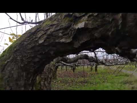  2022年の月の果樹の剪定について知っておくべきことは何ですか?剪定について知っておくべきヒント  庭園