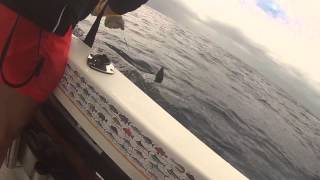 preview picture of video 'Bermagui Striped Marlin - cherry popper'