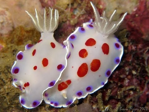 Most Amazing Nudi Branchs of Thailand #1 | Underwater HD video by Freedom Divers Phuket