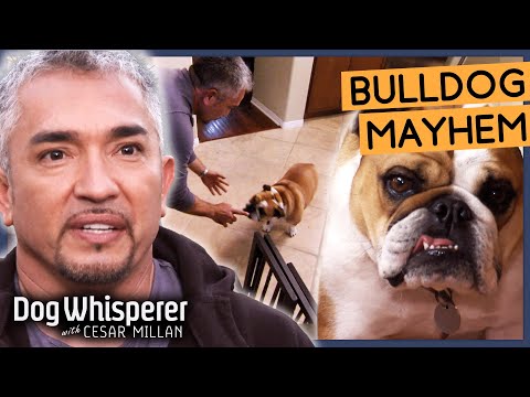 Hyperactive Bulldog Has No Boundaries! | Season 8 Episode 3 | Dog Whisperer With Cesar Millan
