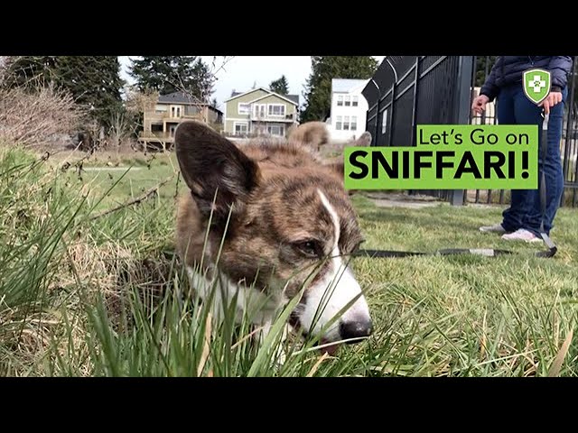 YouTube video preview