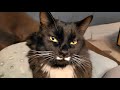 Sweetest Tuxedo Kitty Kneads Purrs Loud And Melts Hearts