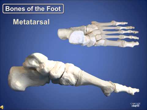 Anatomy Review | Bones of the Foot | Cascade Dafo