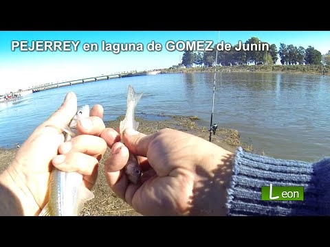Pesca de PEJERREY en laguna de GOMEZ de Junin. Leon pesca