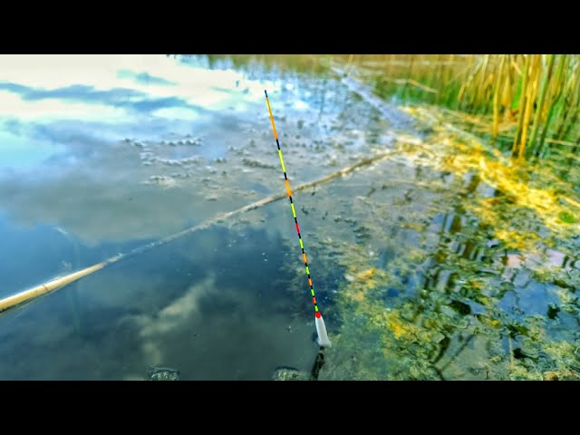 поймал форель. можно ли ловить рыбу в реке. улов рыбы. рыбак. на что можно ловить рыбу.