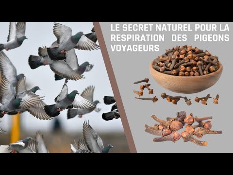 Respiration Parfaite : Le Remède Naturel des Pigeons Voyageurs !