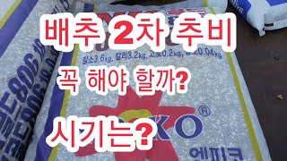 [배추 재배방법] 배추 2차추비 시기 방법