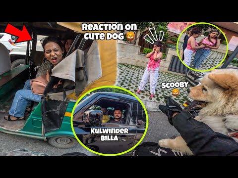 Chicas lindas se burlan de mi perro 🦁 ¡Finalmente, Kulwinder Billa Mil Gay! 😍