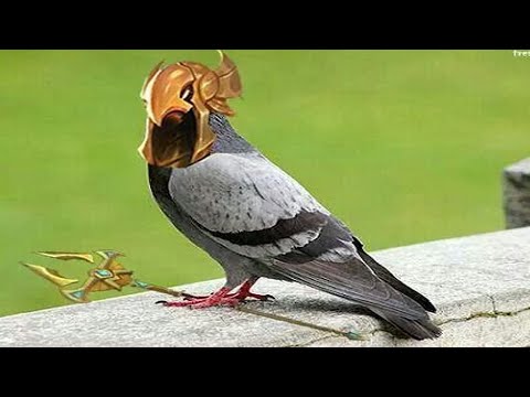 THE AZIR MID INCIDENT