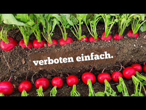 Radieschen anbauen ist super einfach und dauert nur 4 Wochen! So geht's!
