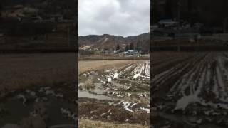 長野県安曇野市 白鳥