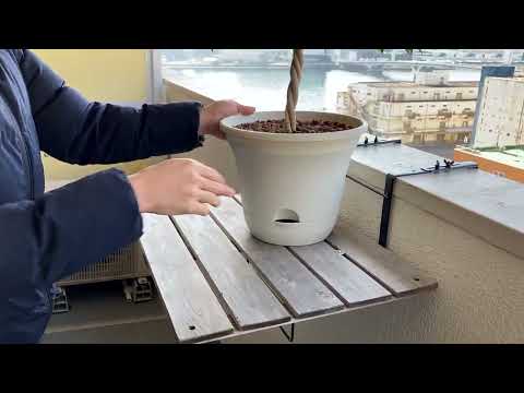 テラスとバルコニーの装飾: 吊り下げプランター用の 5 つの素晴らしい吊り下げ花  庭園