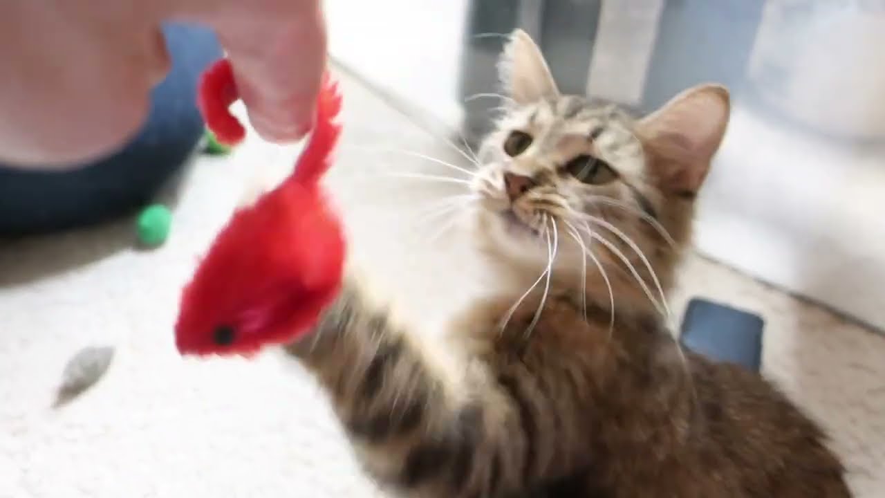 Enlarge Mailbu, a Adoptable Domestic Medium Hair in Marseilles, IL video 2/2