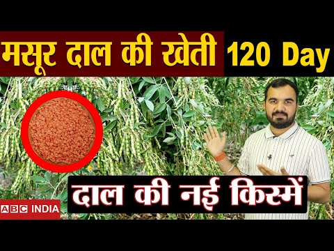 , title : 'Masoor Dal Ki Kheti | Red Lentil Cultivation | Dal Ki Kheti | Masur Farming | New masur Dal variety'