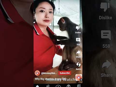 Monkey flirting girl