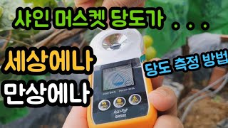 #샤인머스켓재배기술 #포도당도체크 #판매금액판매시기가격