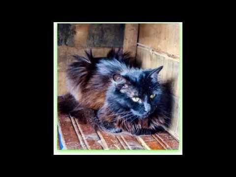 Gaticos del hogar de Doña Luz Mary esperan un hogar para toda la vida!