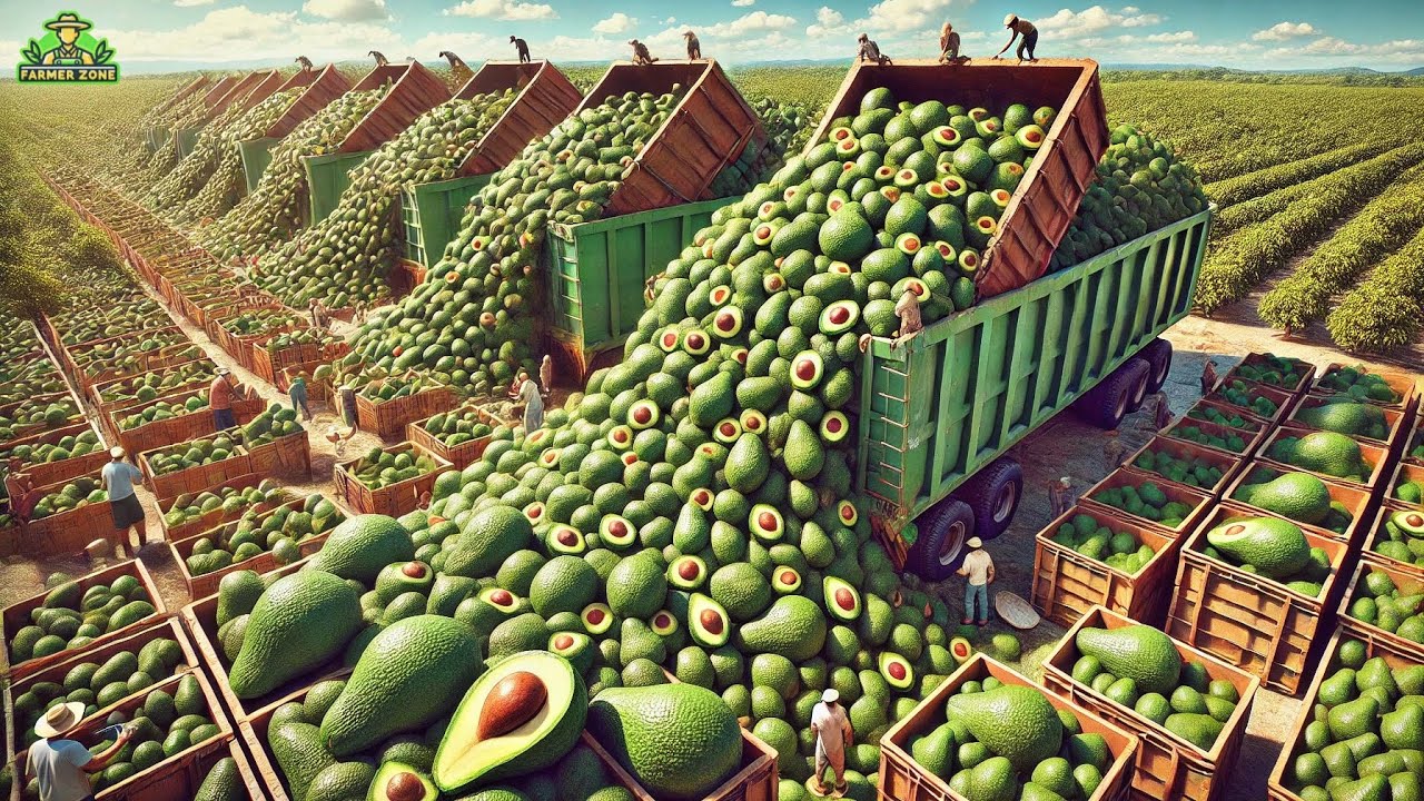 Avocados Mega Factory: Processing Millions of Avocados Using Modern Technology