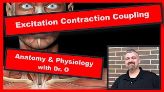 Excitation Contraction Coupling:  Anatomy and Physiology