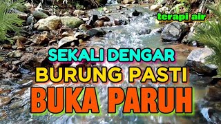 Download lagu Sekali dengar burung pasti buka paruh dengan terapi air dan kicauan burung mp3