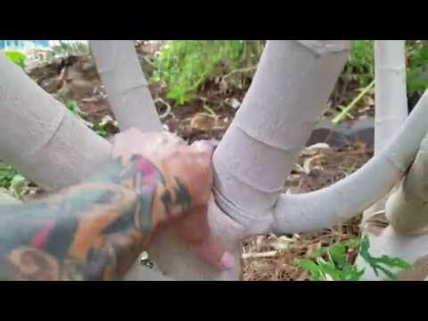 download lagu mp3 mp4 Papaya Trunk, download lagu Papaya Trunk gratis, unduh video klip Papaya Trunk
