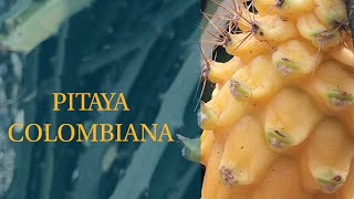 Miniatura do vídeo