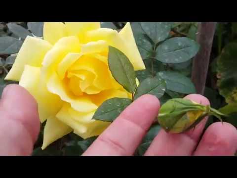 Landora - Sumblest / Tantau 1970 rosa - rose - rosier