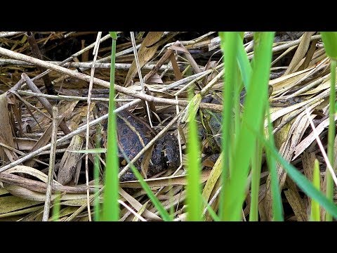 Skokan zeleny (Pelophylax esculentus) v prirode