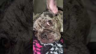 Download lagu Ya ya #dog #frenchielife #frenchbulldog #frenchie #tatum #funny mp3