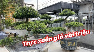 The straight-shaped, twisted-stem la han pine is very beautiful and smooth, priced at only a few ...
