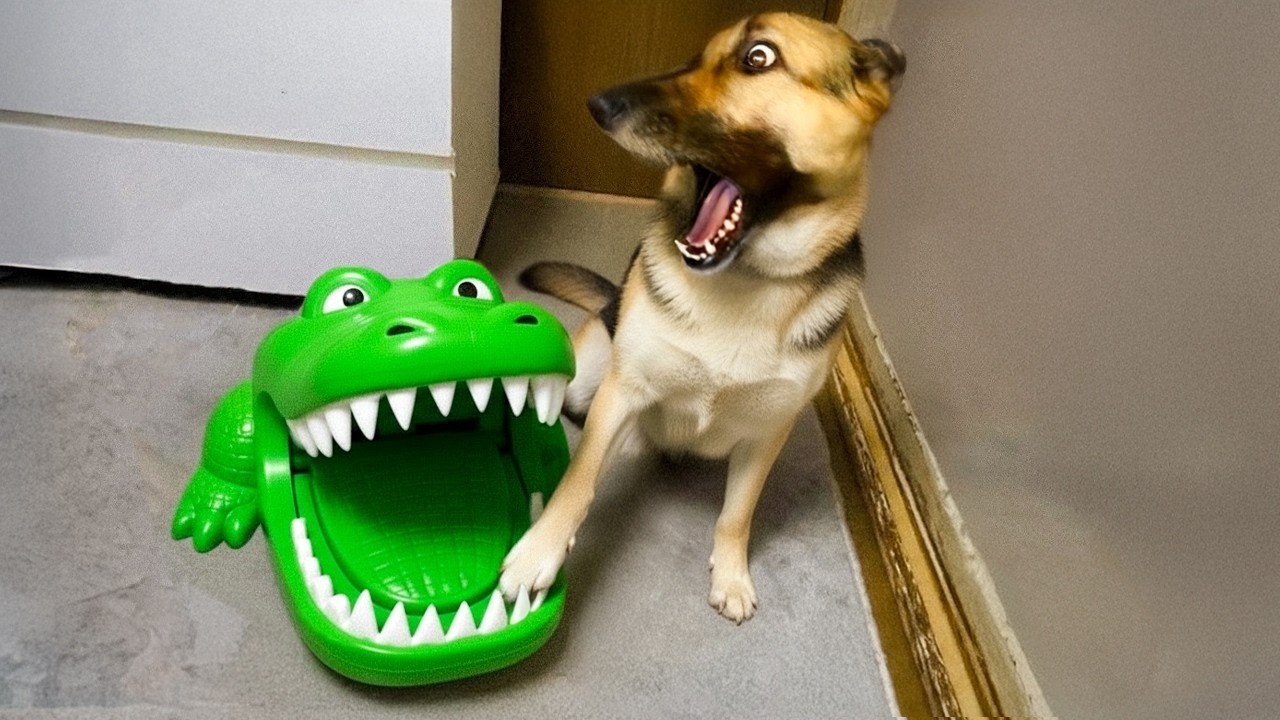 Funniest Pets of 2025😂 BEST Animal Videos