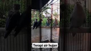Download lagu lovebird terapi air hujan #lovebird #lovebirdfighter #lovebirdgacor #lombaburung #lovebirdmania mp3