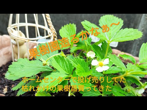 園芸 果樹園の植物