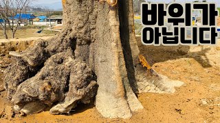 300점(R)짜리 팽나무 특수목 리뷰! (근상 둘레만 9m 입니다 ㄷㄷ;;)