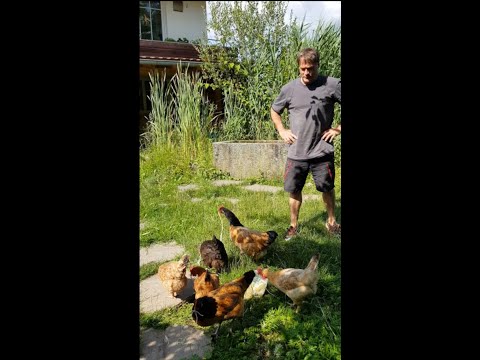 Meine Hühner lieben Spaghetti